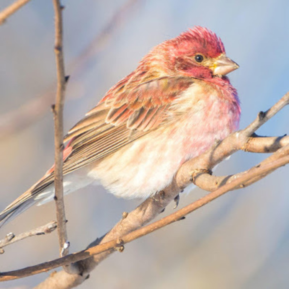 purple_finch